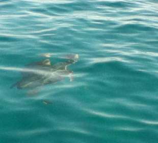 Bootstour Schildkröte Caretta