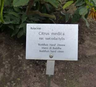 Buddha's' Hand Zitrone