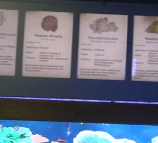 Meeresmuseum Stralsund