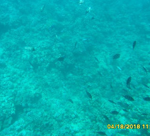 Schnorcheln Makadi Bay