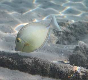 Hoteleigene Riff direkt am Strand