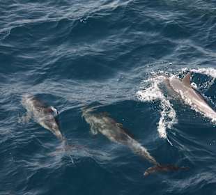 Große Delfinfamilie