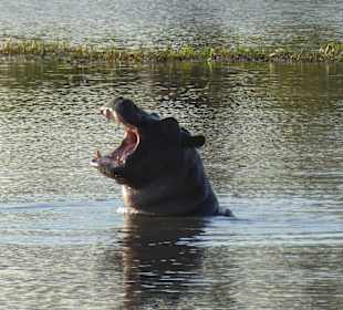 Mahango Game Reserve