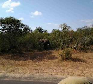 Krüger Nationalpark