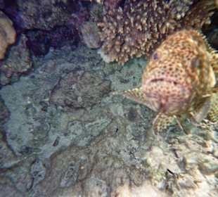 Zackenbarsch am Hausinnenriff