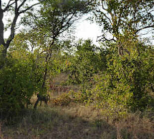 Krüger Nationalpark