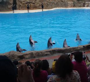 Delfin - Show