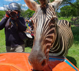 Casela Nature & Leisure Park