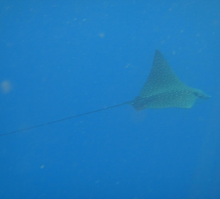 Adlerrochen am Hausriff