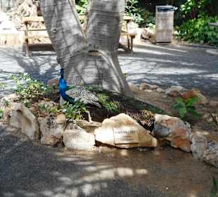 Botanischer Garten Viveiro