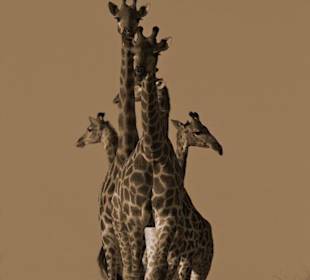 Giraffen in Sabi Sands