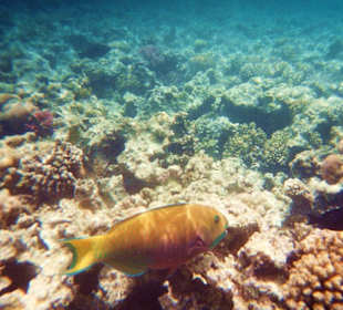 Rafa koralowa przy Beach Albatros 