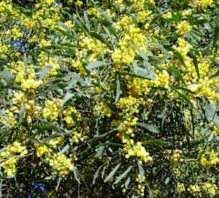Impressionen aus Castelnou