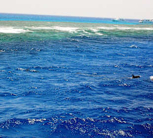 Dolphintour mit Oototo zum Zweiten