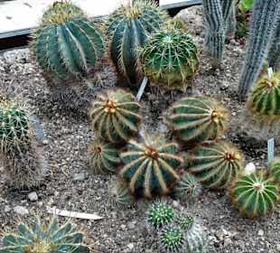 Rundgang durch das Palmenhaus des Rosengartens
