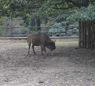 Zoo