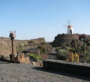 Kakteengarten mit Gofiomühle