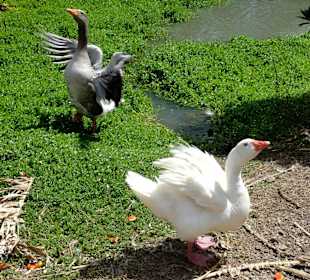 Rundgang durch die Idylle von Mimi´s Eco Farm