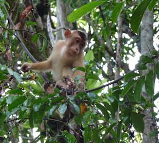 Kinabatangan River Tour