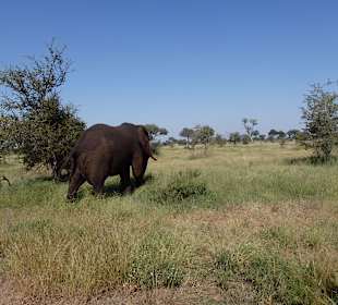Im Krüger National Park