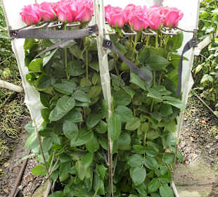 Gleich geht es in die Sortierung