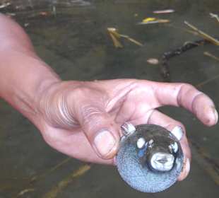 Geführte Touren Mogli's Nature Tours