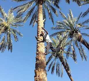 Datteloase in Tozeur - sehr mutig!