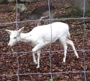 Wildpark Eichert