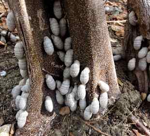Schnecken warten auf den nächsten Regen