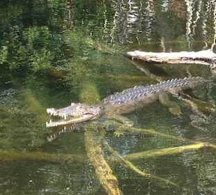 Black River Krokodilsafari