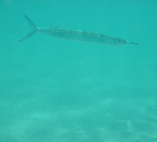 Junger Schwertfisch im Tiefwasser Lagune b. Wrack