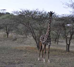 Giraffe