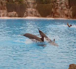 Loro Parc in Puerto de la Cruz