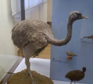 Zoologisches Forschungsmuseum Alexander Koenig