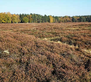 Herbststimmung am Pestruper Gräberfeld