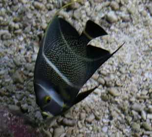 Aquarium