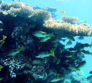 Schnorcheln Marsa Alam