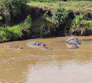 Ol Pejeta Hippo Pool