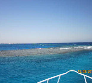 Delfin-Tour mit Susi