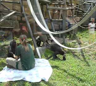 Bonobo Kinder spielen mit Pflegerin