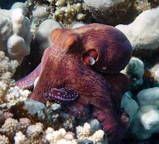 Octopus