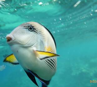 Super zum Schnorcheln