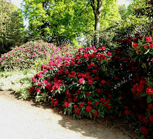 Spaziergang durch den Rhododendronpark im Mai