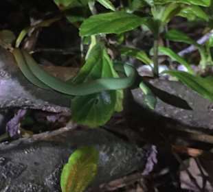 Nachtwanderung Tortuguero