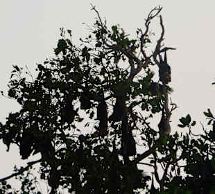 Bootsrundfahrt Lagune Negombo