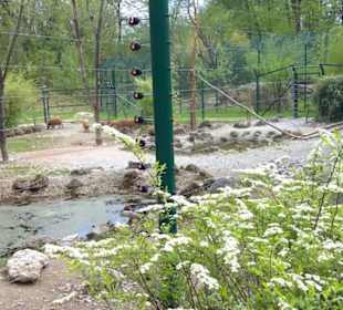 Südamerika Bereich - Pinselohrschweine