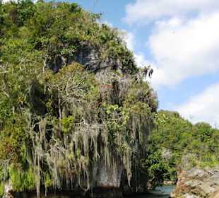 Dichtbewachsene Felsenküste