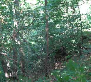 Premiumwanderweg hochgehkeltert Neuffen