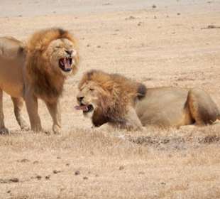 Im Ngorongoro Krater