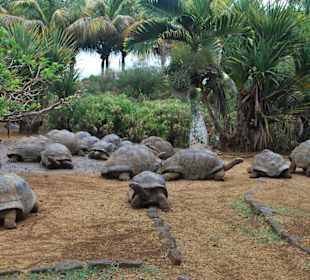 Vanille Crocodile Park